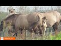 Grote grazers langs de Grensmaas