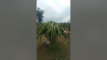KEBUN BUAH NAGA 🐲 DESA MEKARSARI KECAMATAN CINANGKA SERANG BANTEN