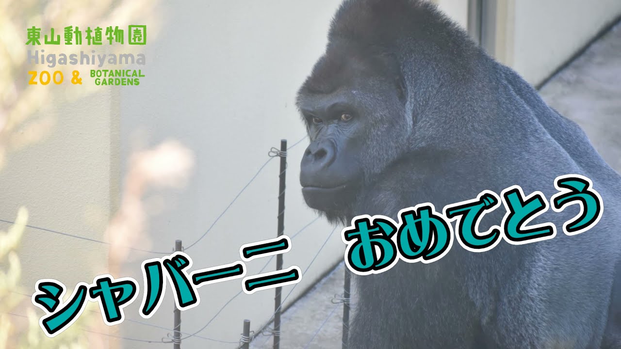 東山動植物園公式】シャバーニお誕生日おめでとう！ - YouTube