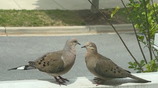 Mourning Doves 5/3/24