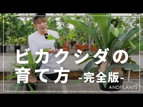 コウモリを呼び寄せる！害虫対策に効果的な6つの植物【実体験】