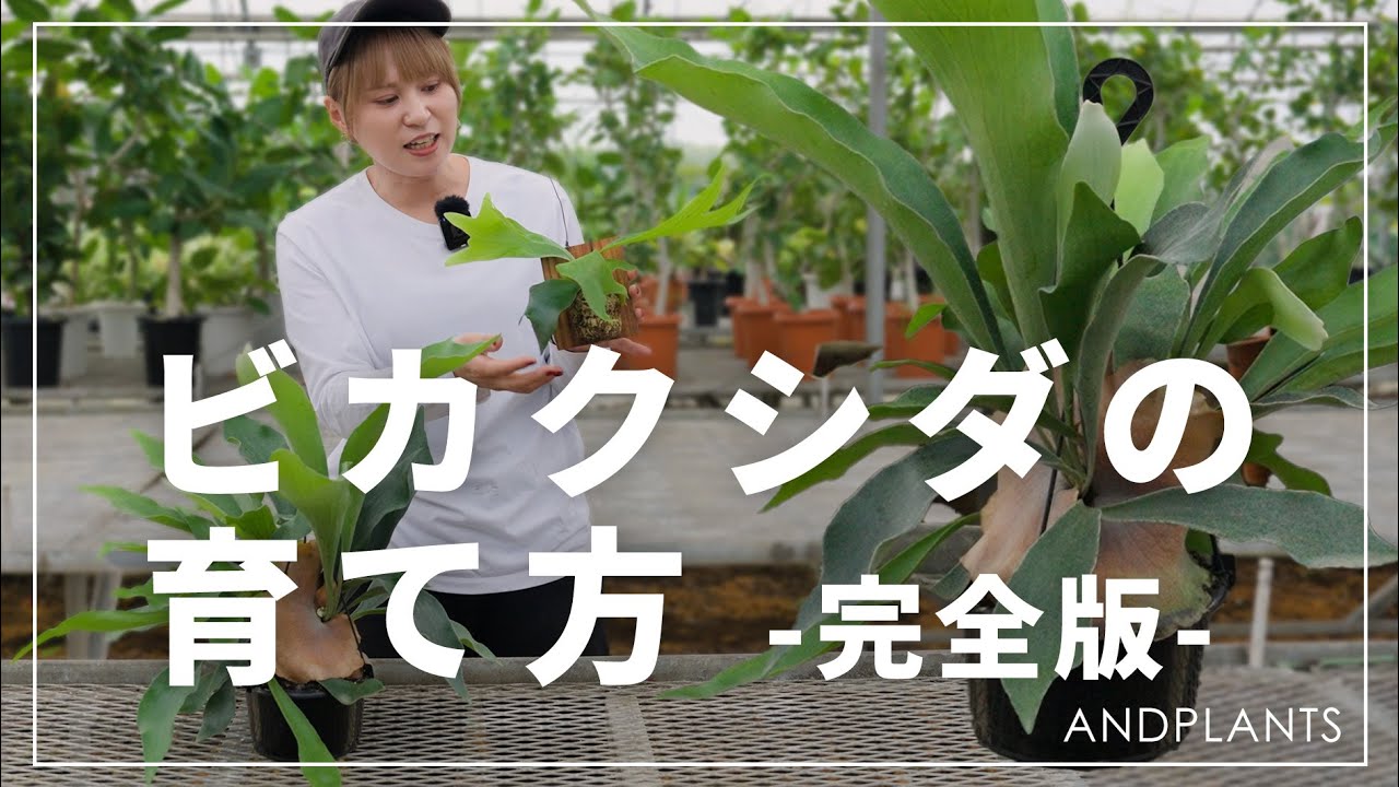 【完全版】ビカクシダ(コウモリラン)の育て方｜これだけ覚えれば元気に育つ３つのコツ