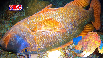 Lặn Biển Lạc Vào Gia Đình Cá Mú Đỏ Tại Trường Sa | Bắt Mỏi Tay