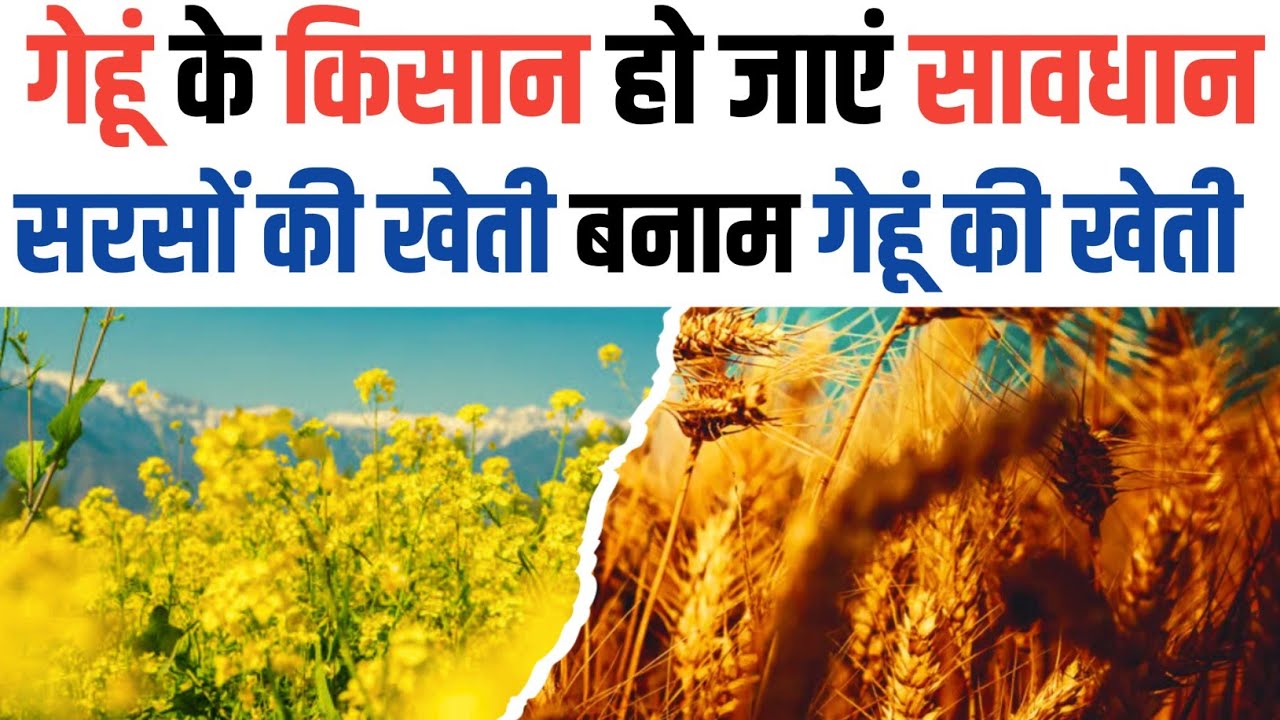गेहूं की खेती को कहो अलविदा । गेहूं की खेती बनाम सरसों की खेती gehun ki kheti vs sarson ki kheti