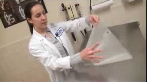 How to Construct an E Collar for Your Dog