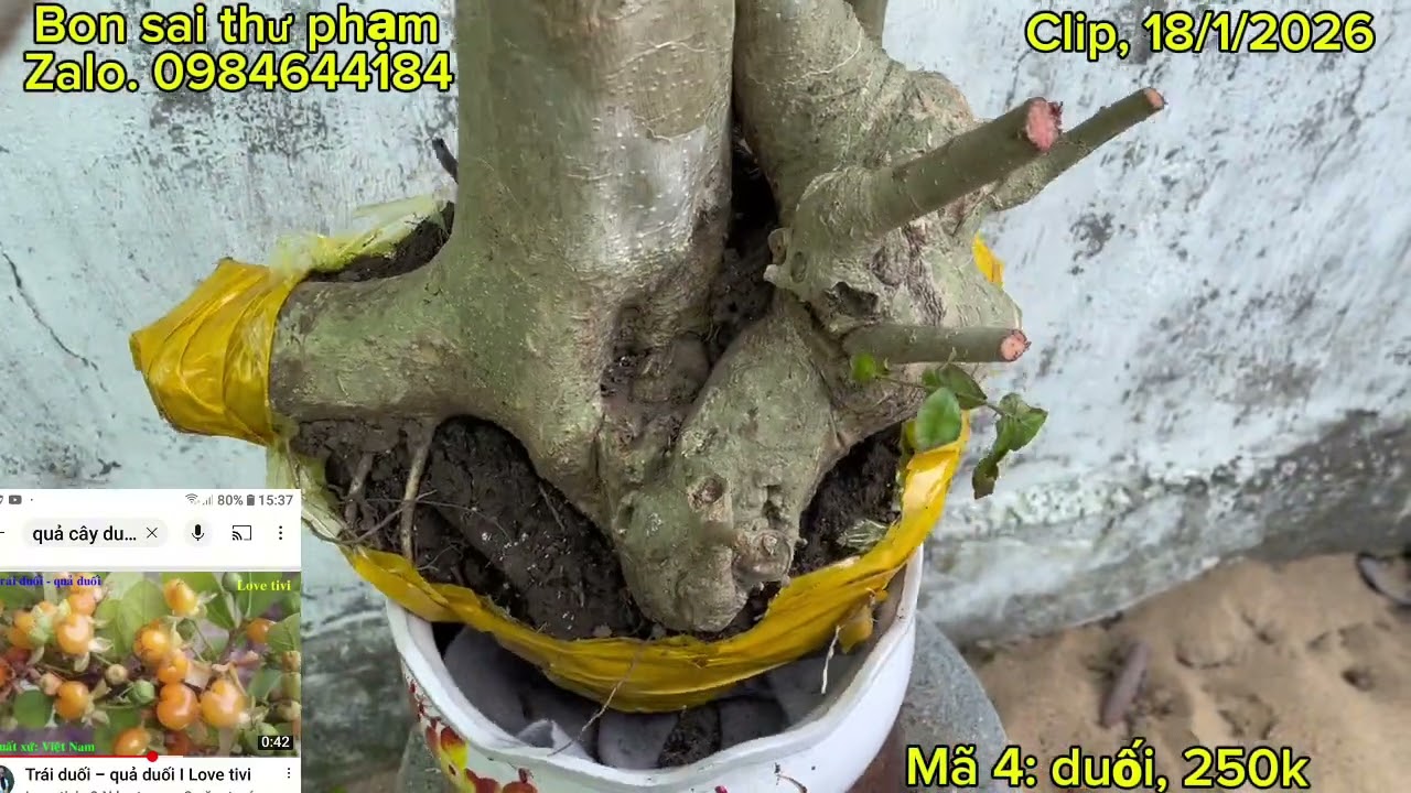 Clip, 18/1. Duối, nhãn dê, chòi mòi lá tròn,chòi mòi sẻ , lá dài. Hồng quân, chiều xuân, nho rừng