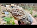 Meet Fred My Rock Iguana! Baby Musk Turtles and More! VLOG