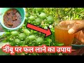 फूलों से भरे नींबू की देखरेख कैसे करें || Lemon Plant Caring tips