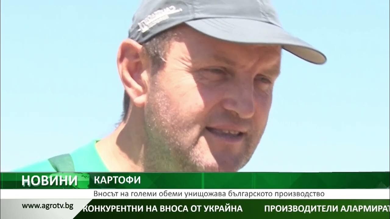 КАРТОФИ: Вносът на големи обеми унищожава българското производство ...