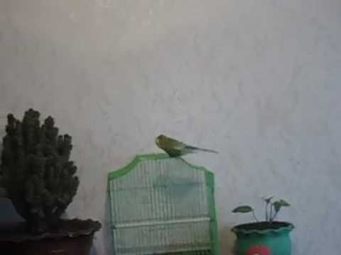 რიო ქურდაძე