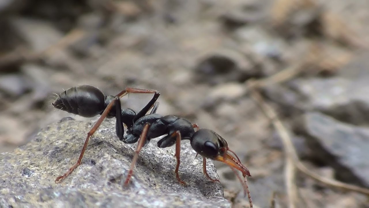 Resultado de imagem para Myrmecia_pilosula