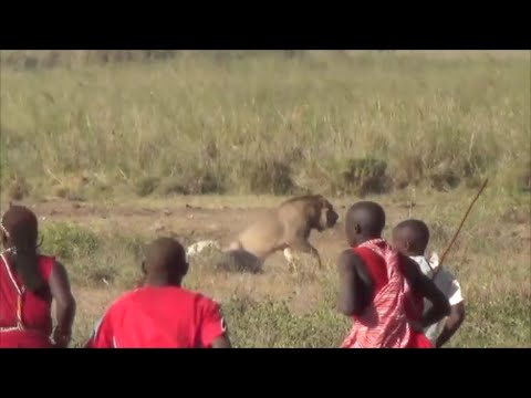 Lion vs Maasai Amboseli National Park Safari Kenya 2015