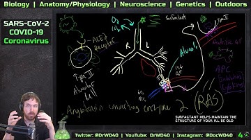 Coronavirus (SARS-Cov-2) - Biological Mechanism of Action in Lungs