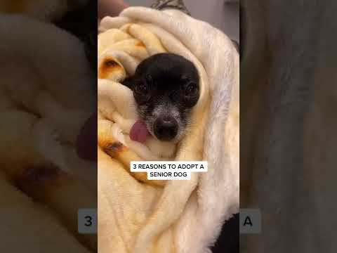 Video: Senior Dog Rescue: Usvajanje starijeg psa