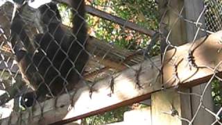 Monkey with Her Baby Victor Bodden Tour 389.AVI