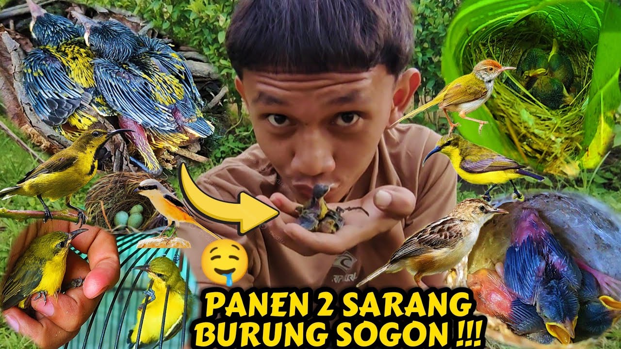 Сбор 2 птичьих гнёзд в Согоне || В поисках птичьих гнёзд ‼️