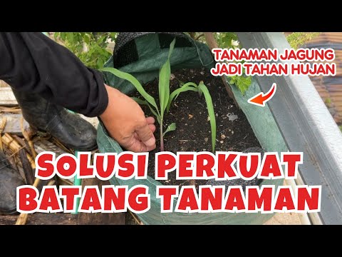 Cara Membuat Silika untuk Tanaman