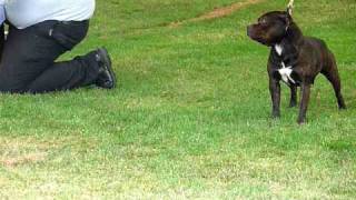 crossguns staffordshire bull terriers