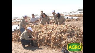 Innovación en cebolla: híbridos triplican el rinde de variedades abiertas (#768 2018-04-21)