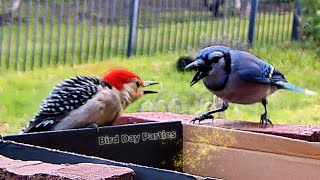 Who's more aggressive? Woodpecker or Blue Jay