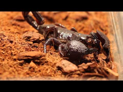 Видео: Скорпиони, скакалци и червеи: Хранене на хрупкави гадини в Банкок - Matador Network