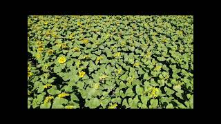 Sunny Days and Sunflowers | 2026 | 4k Drone Footage