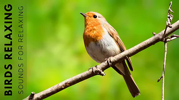 Beautiful Birds Singing Sounds - Bird Sounds Heals Stress & Stop Anxiety, Soothing Body, Heart