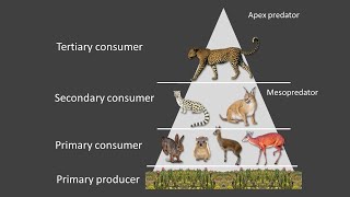 CLT Leopard Lesson - Food chains and trophic levels