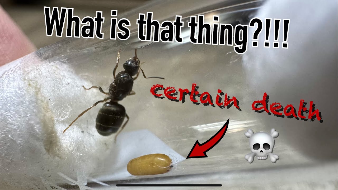 That’s not an egg! The harsh reality of ant keeping