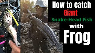 How to catch Giant Snakehead Fish with Frog