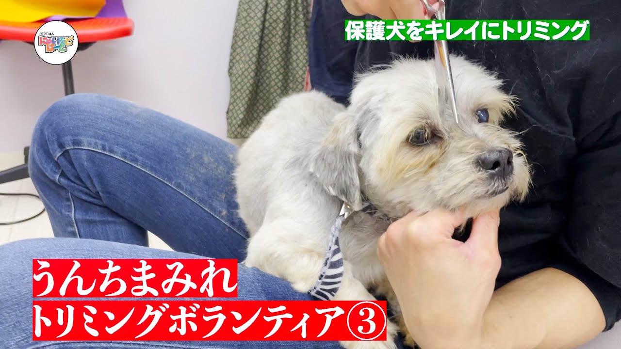 【多頭飼育崩壊】うんちまみれの小型犬をトリミング③：６７３