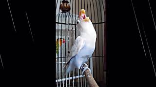 Download Lagu Lovebird usia 2bln 0'5, NGAKAK mangap juara 1, 1 n 4 by.djoxie MP3