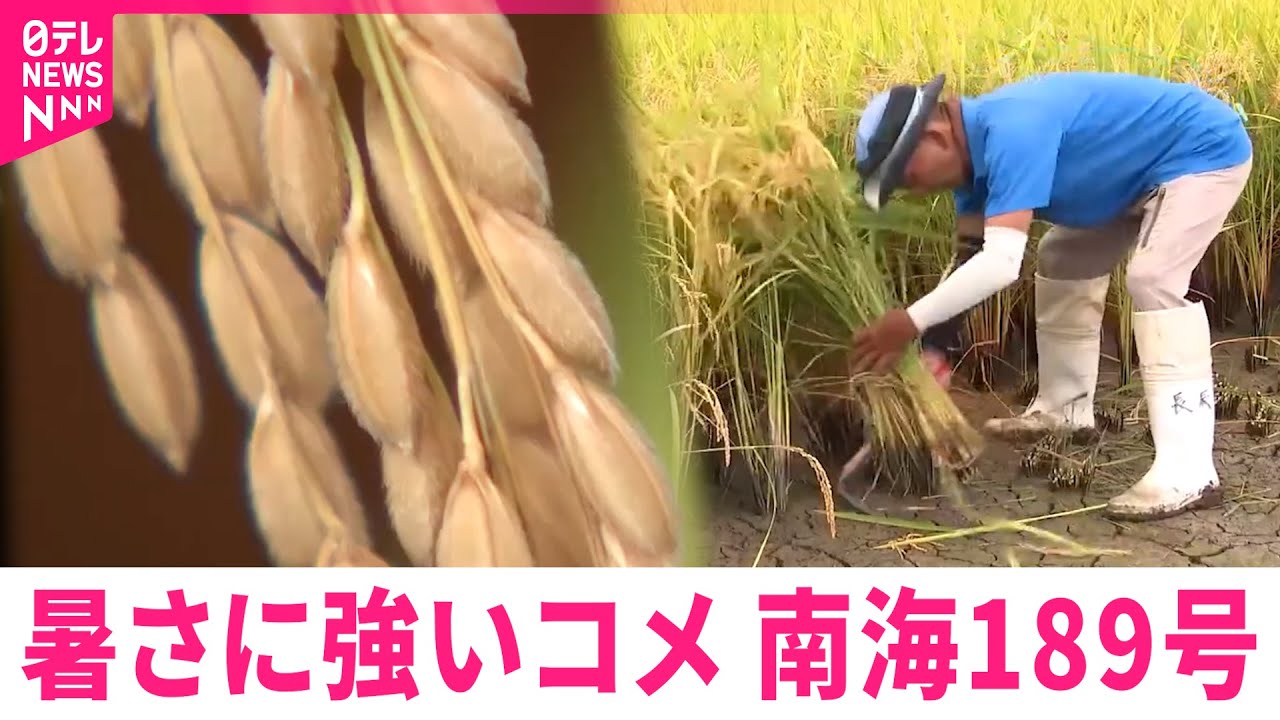 新品種のコメ】猛暑でもうまい米を！