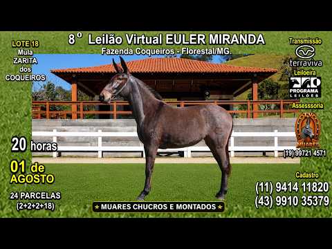 LOTE 18 - 8º LEILÃO VIRTUAL EULER MIRANDA - MUARES CHUCROS E MONTADOS - TV MUARES (19) 997 21 4571