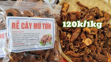Mua Rễ Cây Mú Từn ở Đâu - Giá Tháng 5/2025