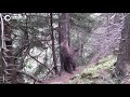 Príbeh medvedieho stromu