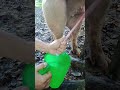 BOAR SEMEN BABOY BOAR SEMEN BABOY