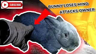 Aggressive Rabbit Attacks - Watch to the end!