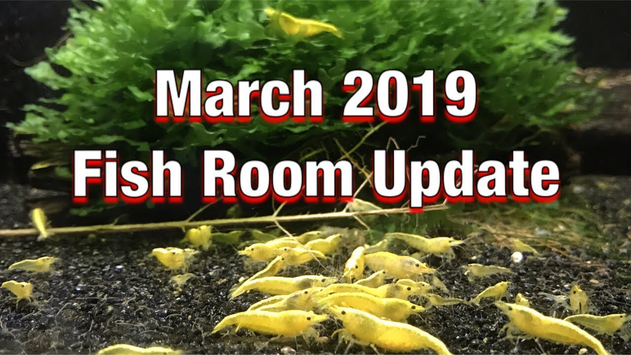 discus fish tank size March 2019 Fish Room Update
