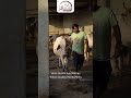 Discover Shree Surbhi Kunj Farms: Where Quality Meets Purity🐄|
