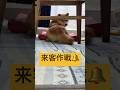 最近この言葉が一番効く🤣#柴犬 #豆柴 #shibainu #犬 #犬のいる暮らし #shorts