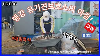 유기견보호소의 아침. #밥묵자