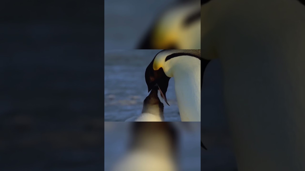 🐧 Epic Penguin Parent Adventures - Heartwarming Survival 