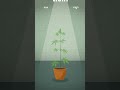 Stop the Stretch! Prevent Cannabis Plants from Overgrowing