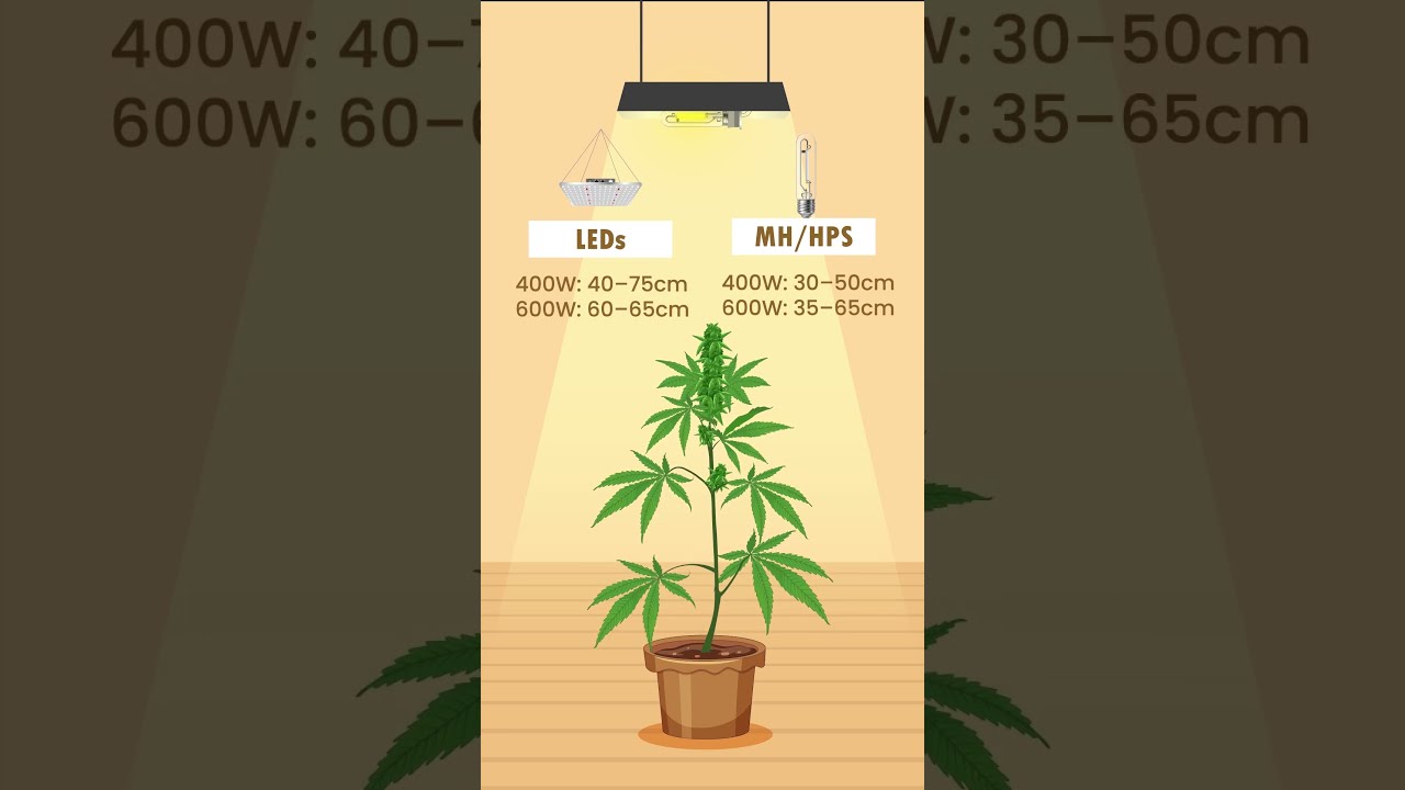 Stop The Stretch Prevent Cannabis Plants From Overgrowing