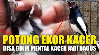 TRAIN THE KACER BIRD MENTALLY