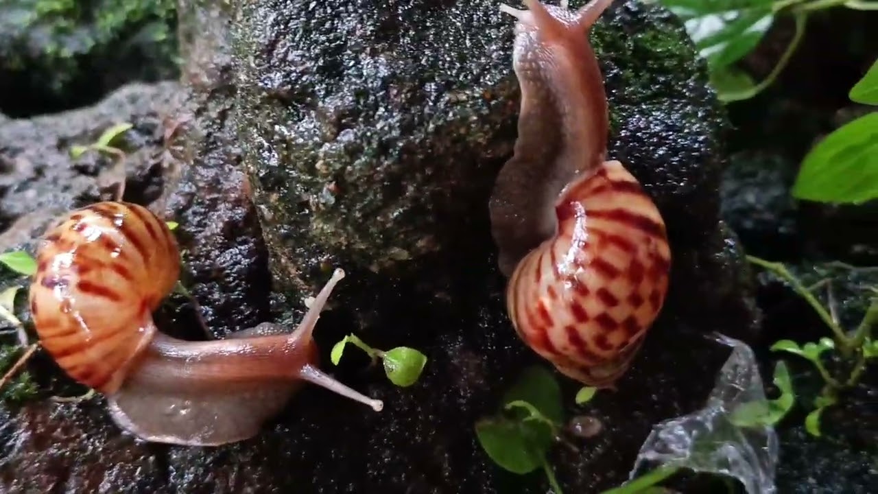 Так приятно! Улитка скользит по камням 🐌🌿 