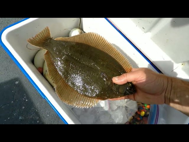 Ling, Flounder, and Sea Bass on the Barbgail! 