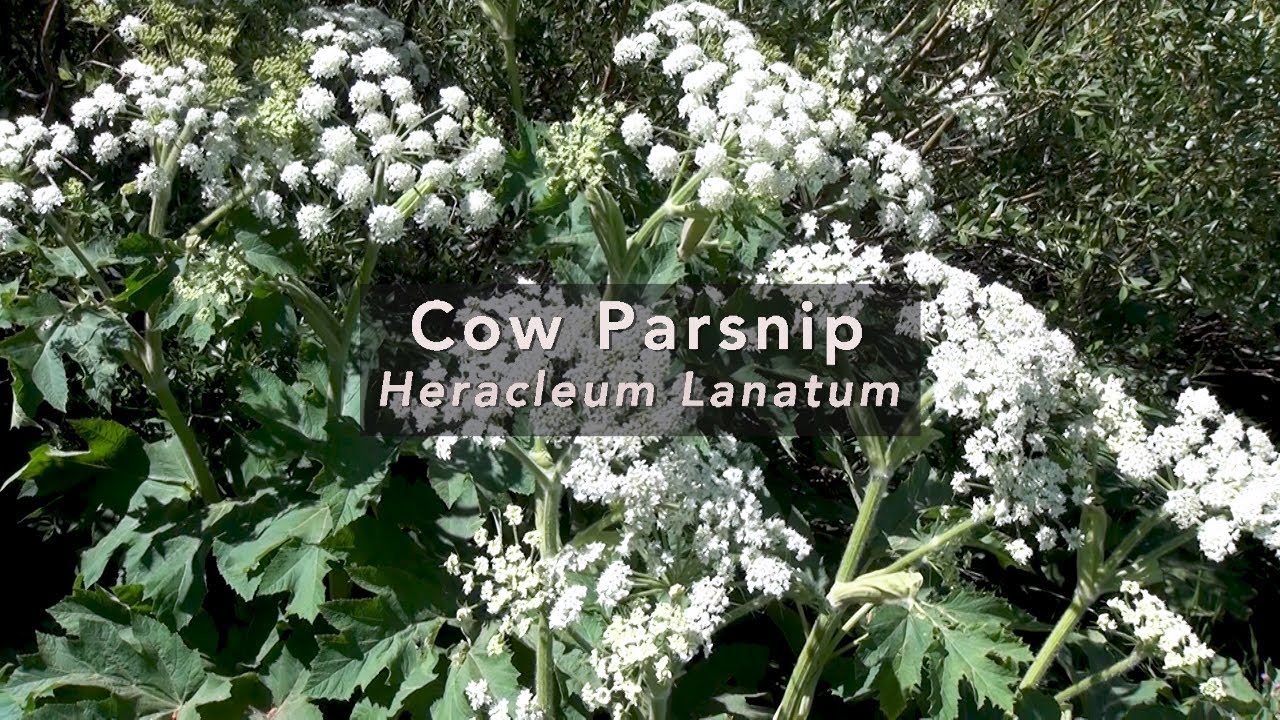Cow Parsnip