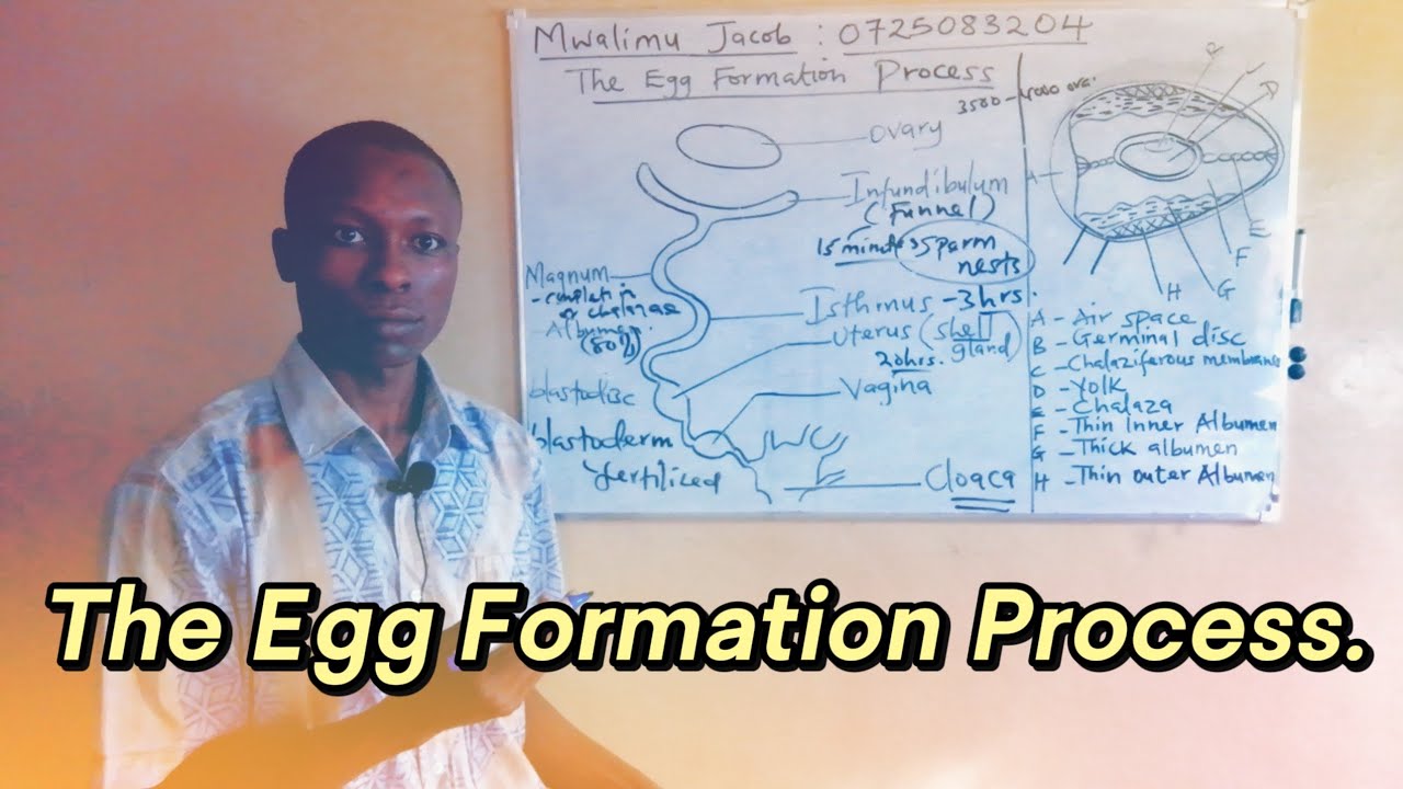 The Egg Formation Process in Hen and Structure of an Egg || Agriculture Form 3 Revision